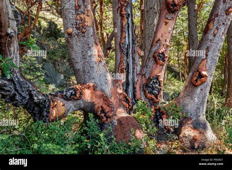 Pilzkrankheit Der B Ume Fotos Und Bildmaterial In Hoher Aufl Sung Alamy