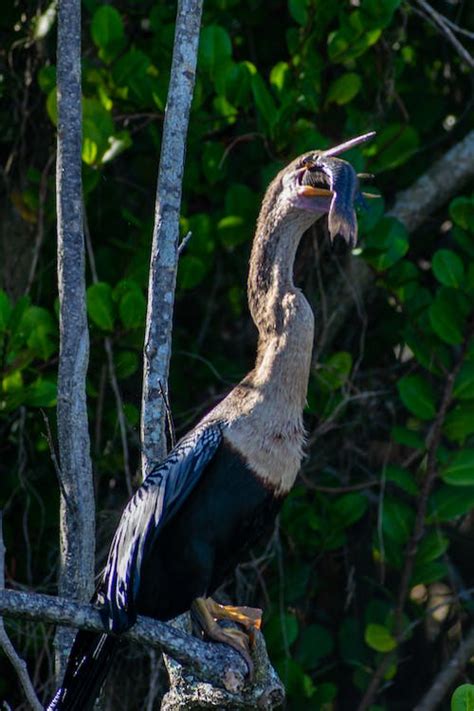 Bird Eating Fish · Free Stock Photo