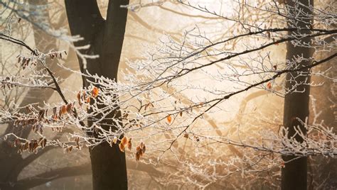 Kostenlose Hintergrundbilder Blatt Herbst Branch Baum Zweig Bilder