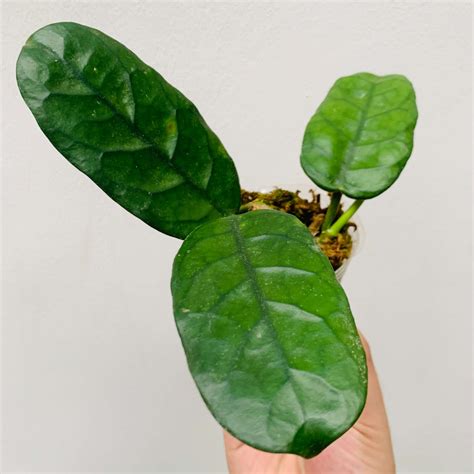 Hoya Villosa Cost For Sale Happyforeststore