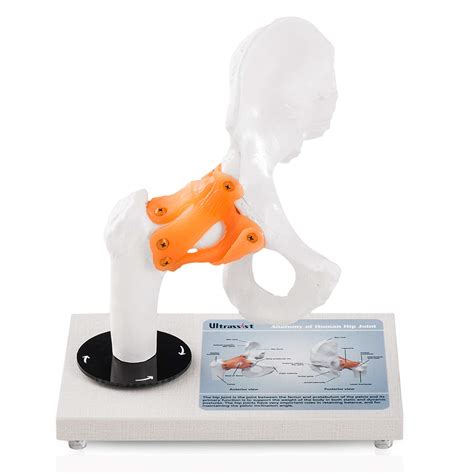 Buy Ultrassist Human Hip Joint Model With Ligaments Flexible 1 1