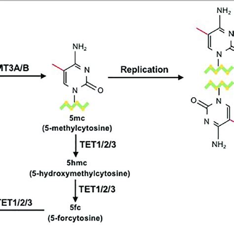 Dna Methylation Pathways Two Major Dna Methyltransferases Dnmts