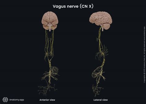 Overview Of Vagus Nerve CN X Media Library Anatomy App Learn