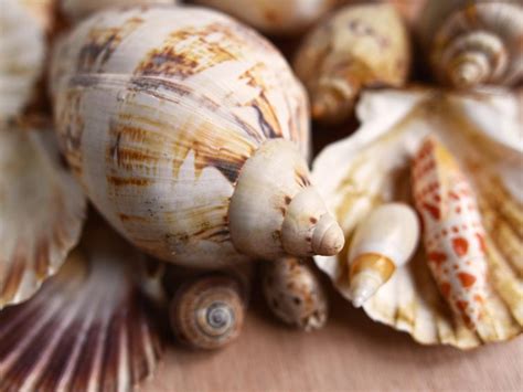 15 Rarest Seashells In The World