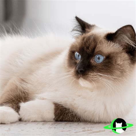 Gatos Ragdoll o Gatos Muñeca de Trapo