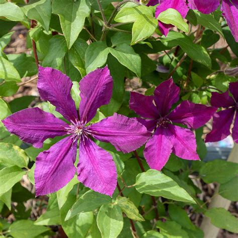 Clematis Honora Native Plants