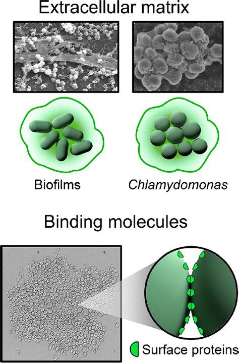 There Are Two Main Types Of Reformable Bonds One Type Is A Sticky