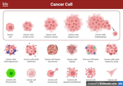 Properties Of Cancer Cells