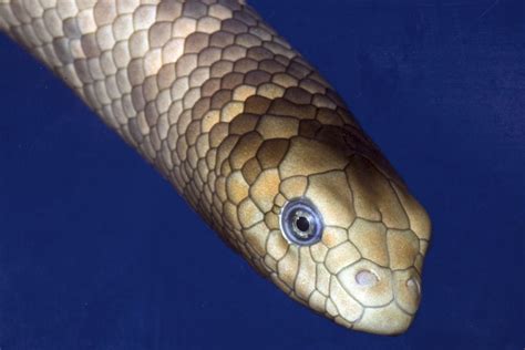 Venomous Sea Snake Facts (Hydrophiinae and Laticaudinae)