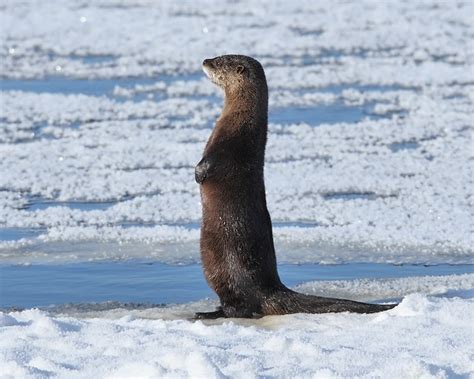 River Otter Standing January 2010 Whiteshell Provincial Pa Doug