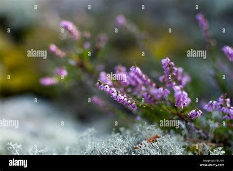 Heather And Moss Stock Photo Alamy