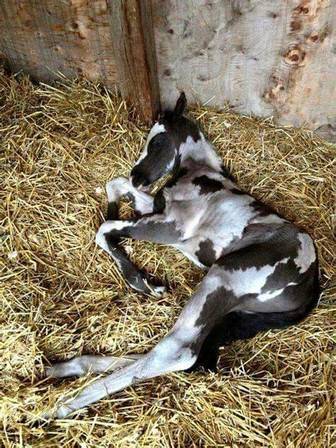 500 Horses Baby ideas | horses, foals, beautiful horses