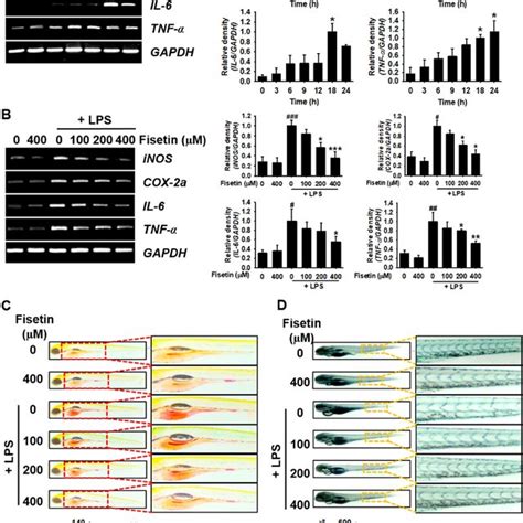 Fisetin Attenuates LPS Induced Mortality Abnormalities And Lowered