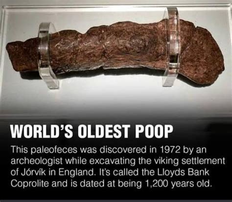 The Massive Human Turd Is 20 Cm In Length And Five Cm In Width It