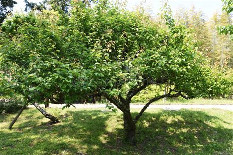 Japanese Apricot Tree Stock Image Image Of Park Bark