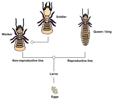 Termite Size Chart