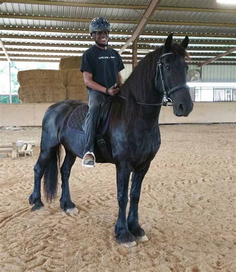 Equine Riding Lessons - Friesian Herd Experiences