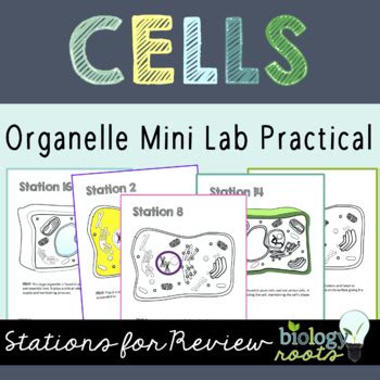 Cell Organelle Stations By Biology Roots Tpt