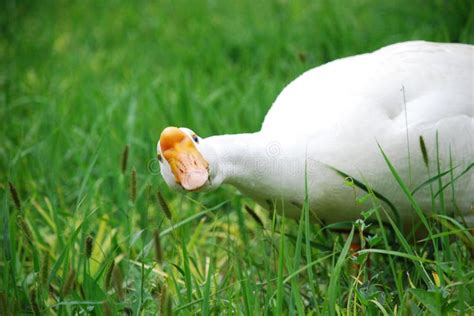 Staring Goose Stock Image Image Of Goose Birds Wildlife 31449751