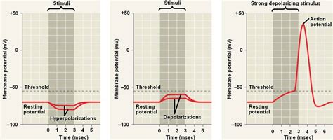 depolarization.html 48_12GradedActionPotent.jpg