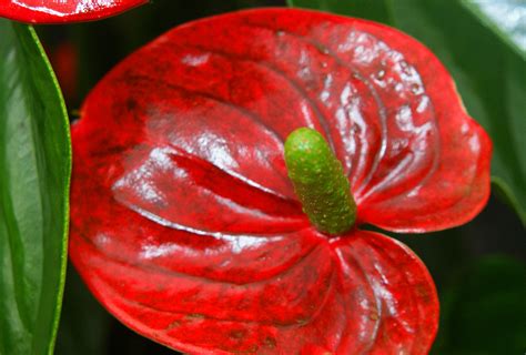 Banco De Imagens Plantar Folha Flor P Tala Comida Vermelho