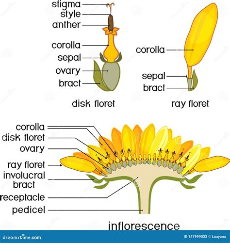 Flower Structure Diagram | The Best Porn Website