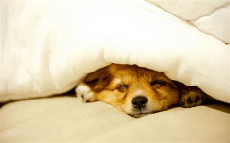 Puppy Sleeping Wallpapers on WallpaperDog