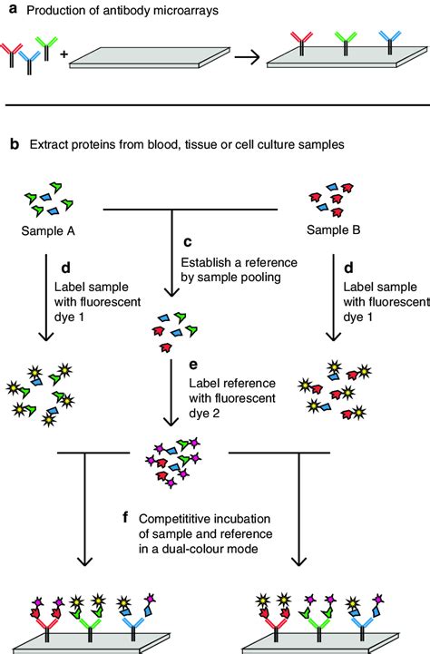 Schematic representation of an antibody microarray experiment in a ...