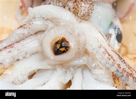 A Picture Showing The Beak Of A Loligo Vulgaris Squid Caught On Rod And