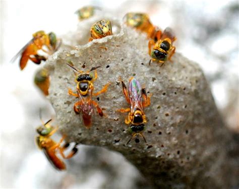 Meliponicultura Abelhas Nativas Sema Secretaria Do Meio Ambiente