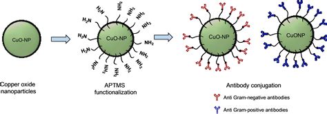 Antibody‐functionalized Copper Oxide Nanoparticles With Targeted