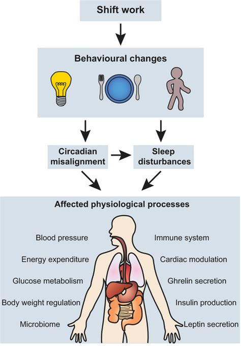 Metabolic And Cardiovascular Consequences Of Shift Work The Role Of