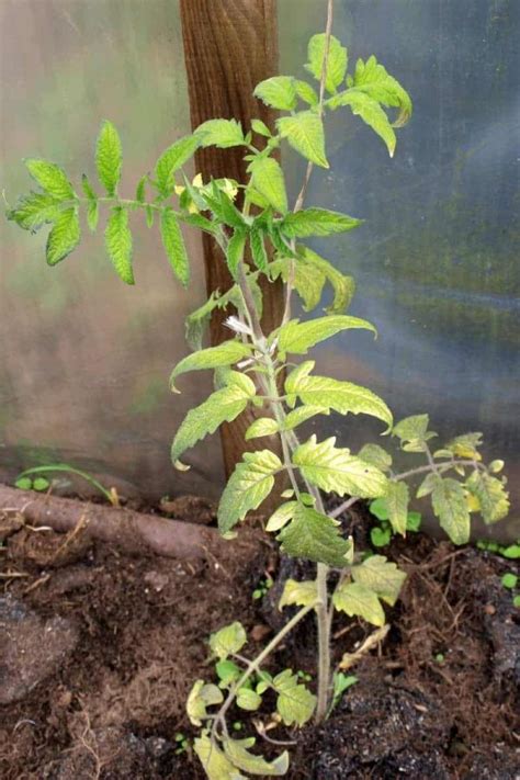 Why Are My Tomato Plant Leaves Turning Yellow? - Growfully