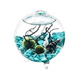 Modern Globe Manzanita Forest Moss Terrarium The Green Head