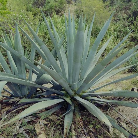 Hablar De Magueyes Es Hablar De Maravillas Secretar A De Agricultura