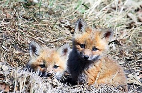 Photo of the Week - Fox pups - Alexandria Echo Press | News, weather ...