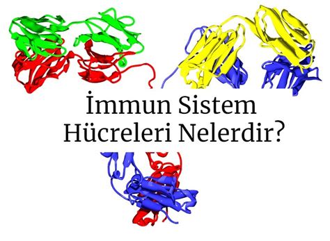 İmmun Sistem Hücreleri Nelerdir Üniversite Eğitim Hayat