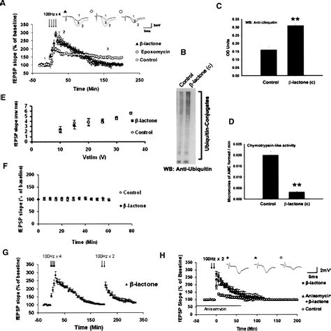 Proteasome Inhibition Enhances The Induction And Impairs The