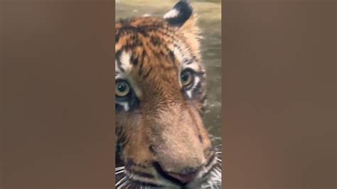 Tiger Kid Dangerous Closer Encounters Youtube