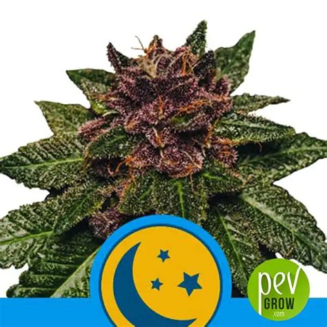 Purplematic Cbd Royal Queen Seeds Huge Dose Of Cbd