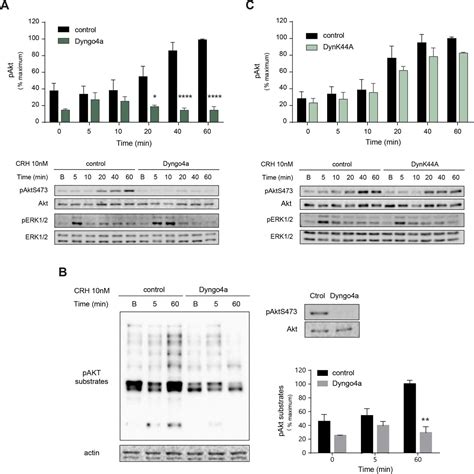 Crhr Mediated Akt Activation Involves Endocytosis And Soluble Adenylyl