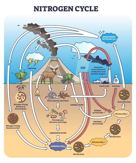 Nitrogen Cycle Vector Illustration Labeled N2 Biogeochemical