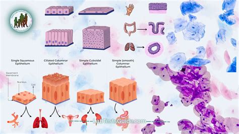 Epithelial Cells Defination, Functions, Examples and more guide