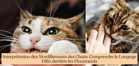 Interprétation des Mordillements des Chats Comprendre le Langage Félin