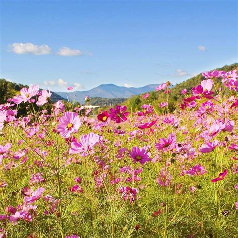 Wildflowers In The Mountains Nc Mountains Mountains Tourism