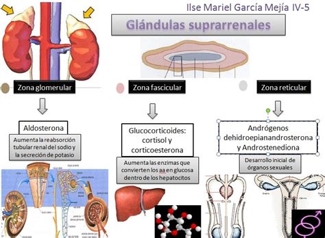 Fisiología Médica Glándulas Suprarrenales