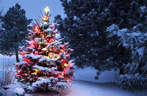 Symbolic Meaning Of The Christmas Tree On Whats Your Sign