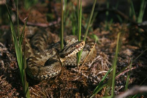 european adder zoological museum netherlands