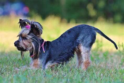 Free Images Grass Field Yorkie Vertebrate Bow Miniature