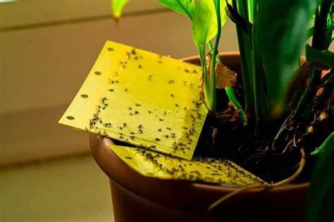 What Are Fungus Gnats? - Botany-World